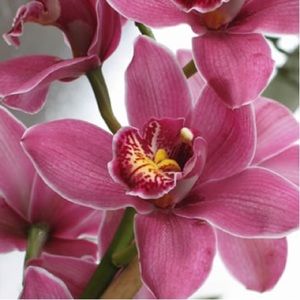 Meet your Posher, Neyah